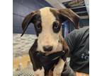 Adopt Salt a Terrier