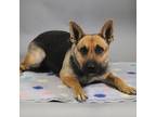 Adopt Clover a German Shepherd Dog