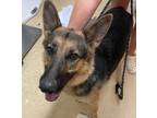 Adopt Zoe a German Shepherd Dog