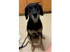 Adopt Luna a Labrador Retriever, Mixed Breed