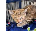 Adopt Firefly a Domestic Short Hair