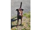 Adopt Indy a Weimaraner, Husky
