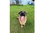 Adopt Lonnie a Shepherd