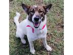 Adopt Castle a Mixed Breed