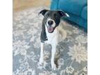 Adopt Lana a Labrador Retriever, Pit Bull Terrier
