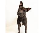 Adopt Jackie a Shar-Pei