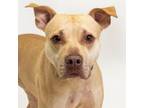 Adopt Gia a Pit Bull Terrier, Labrador Retriever