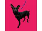 Adopt Leanna a Black Labrador Retriever