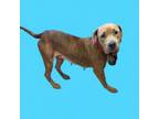 Adopt Duchess a Pit Bull Terrier