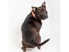 Adopt Stevia a Pit Bull Terrier