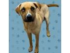 Adopt Nesta a Labrador Retriever, Husky