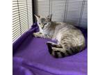 Adopt Bloom a Domestic Short Hair, Siamese
