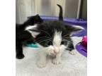 Adopt Bonnie a Domestic Short Hair
