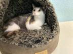 Adopt Olive a Domestic Short Hair