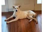 Adopt Ava a Shepherd, Collie