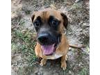 Adopt Jujubee a Boxer