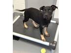 Adopt Lois a Hound