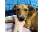Adopt Izzy a Cattle Dog, Mixed Breed