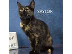 Adopt Saylor a Domestic Long Hair