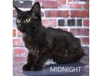 Adopt Midnight a Domestic Short Hair