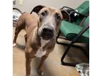 Adopt Katie a Labrador Retriever
