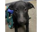 Adopt Lana a Pit Bull Terrier