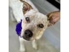 Adopt Dixie a Cattle Dog
