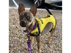 Adopt Chupa a Boston Terrier, Mixed Breed