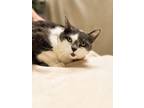 Adopt MELLO a Domestic Short Hair