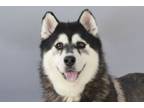 Adopt RANGER a Siberian Husky