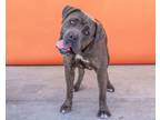Adopt DUMA a Cane Corso