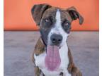Adopt PLAYA a Boxer