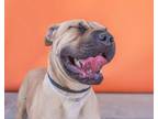 Adopt ROSIE a Shar-Pei