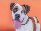 Adopt FRANCINE a Boxer