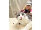 Adopt SASSY a Domestic Short Hair