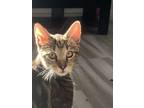 Adopt Betty a Domestic Short Hair, Tabby