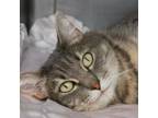 Adopt Mariah a Domestic Short Hair