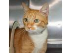 Adopt Lala a Domestic Short Hair