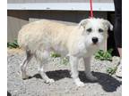 Adopt Aquamarine a Terrier, Mixed Breed