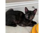 Adopt Ginger a Domestic Short Hair
