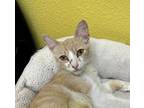 Adopt Leah a Domestic Short Hair