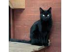 Adopt Yule a Domestic Short Hair
