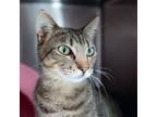 Adopt Nina a Domestic Medium Hair