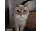 Adopt Sassy a Siamese
