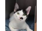Adopt Dita von Teese a Domestic Short Hair