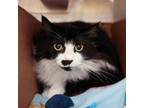 Adopt Joan Jett a Domestic Long Hair