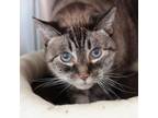 Adopt Sadie a Siamese