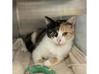 Adopt Bourbon a Domestic Short Hair