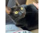 Adopt Mercedes a Domestic Short Hair