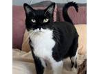 Adopt Mimi a Domestic Short Hair